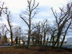 Élagage à Le Taillan-Médoc