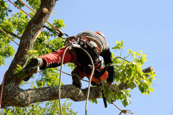 Entreprise d'élagage à Le Taillan-Médoc