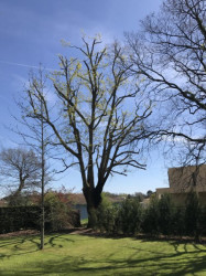 Taille de haies à Saint-Médard-en-Jalles